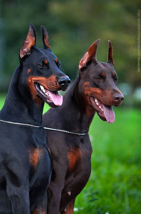 Dog Breeds Doberman Dogs
