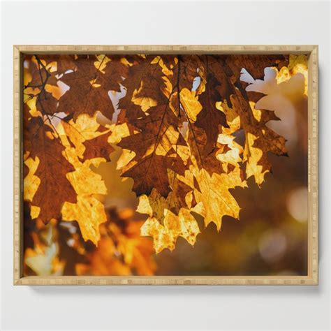Yellow And Orange Autumn Tree Leaves In Fall Season Autumn Season
