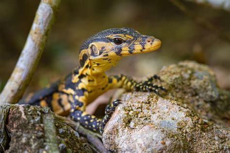 5 Best Pet Monitor Lizard Species With Pictures Pet Keen