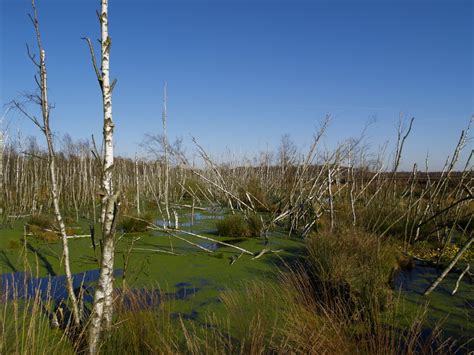 Free Images Tree Water Grass Marsh Swamp Wilderness Lake Pond