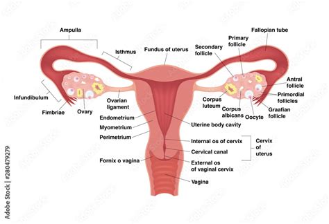 Schematic Drawing Showing The Internal Organs Of The Female Reproductive System Vector
