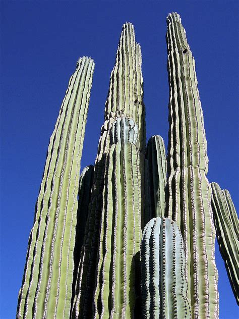 Majestic Arizona Desert Cactus Photograph By Ilia Fine Art America