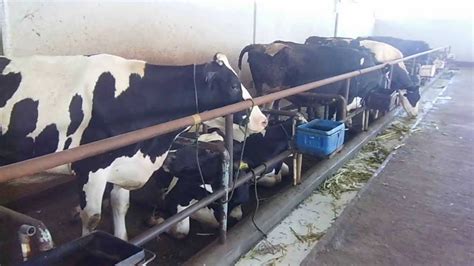 Sapi Perah Jenis Friesian Holstein Di Peternakan Maju Makmur Video