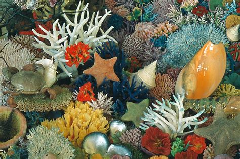 Coloured Coral Collection Queensland Historical Atlas