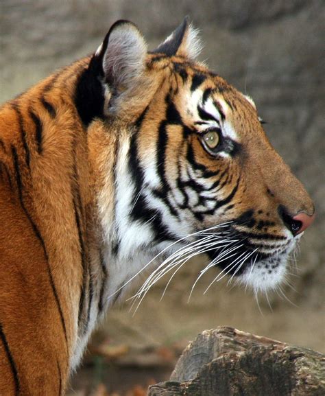 Flickrpg1rfq Tiger Profile © All Rights Reserved No