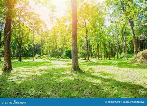 Green Park Beautiful Sunrise Tree In Summer At Outdoor With Tree And