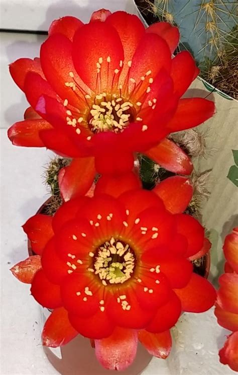 Photo Of The Bloom Of Peanut Cactus Echinopsis Chamaecereus Posted By