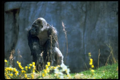 The One And Only Ivan True Story What To Know About The Gorilla Who