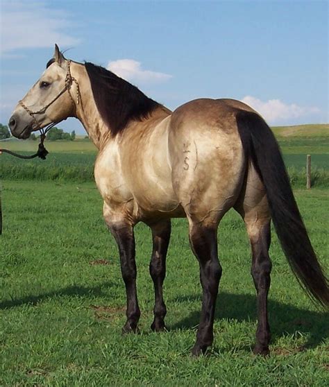 Buckskin Quarter Horse Murphy Horse Of My Dreams See More Ideas