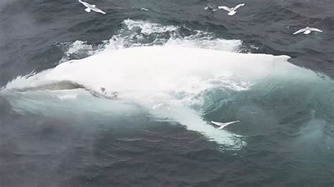 Rare White Whale Spotted With Albino Calf Fox News