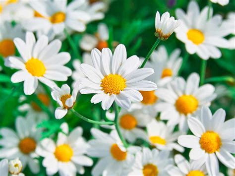 Chamomile Plant Complete Growing And Care Guide Agric4profits