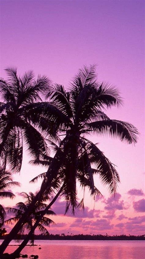 1920x1080px 1080p Free Download Sunset Beach Colorful Natural Palm Palms Purple