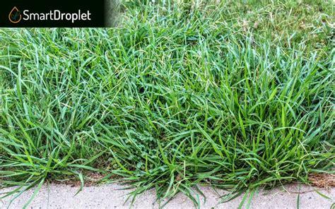 Crabgrass Vs Quackgrass Lets Compare The 2 Grass Types