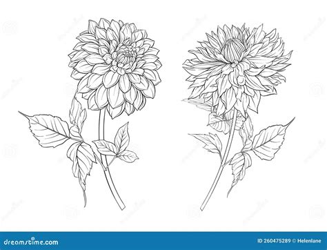 Dahlias Flowers Outline Vector Illustration Stock Vector