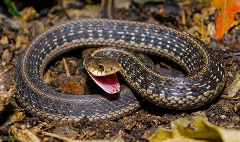 On The Subject Of Nature Melanistic Garter Snake