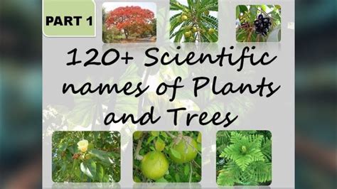 120 Scientific Names Of Common Trees And Plants Part 1 The Big Bio