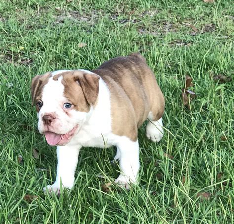 Why buy an english bulldog puppy for sale if you can adopt and save a life? Olde English Bulldogge Puppies For Sale | Ocala, FL #282980