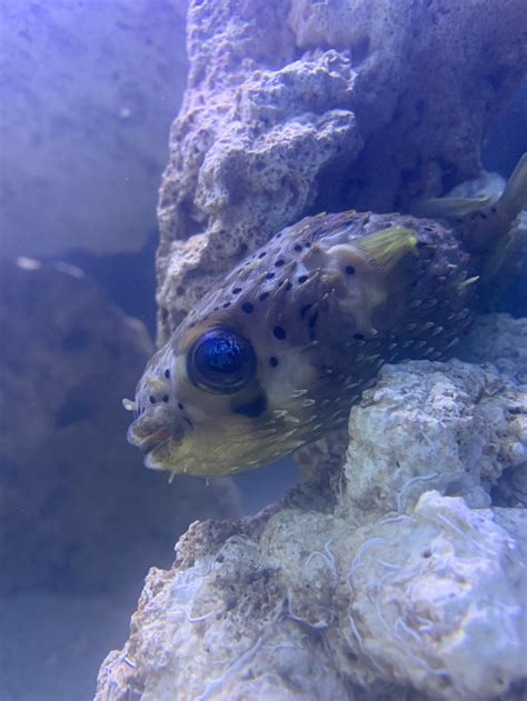Puffer Fish Raquariums