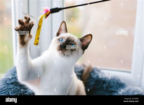 A 6 Month Old Siamese Cat Playfully Swatting A Colourful Cat Toy Stock