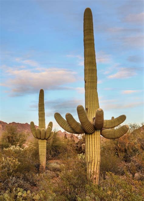 10 Amazing Saguaro National Park Attractions The National Parks