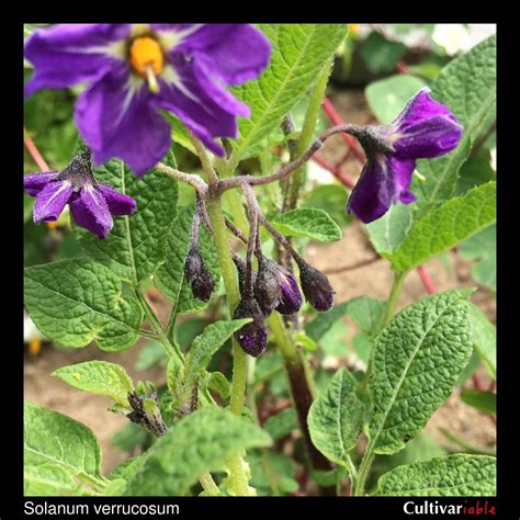 Solanum Verrucosum How To Grow Wild Potatoes Cultivariable