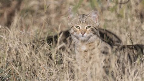 Петиция · Stop Killing Feral Cats In Australia Австралия ·