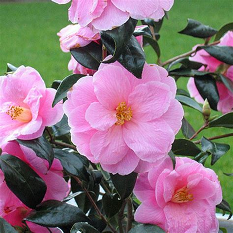 3 X Camellia Williamsii Donation Bushy Evergreen Shrub Hardy Plant In
