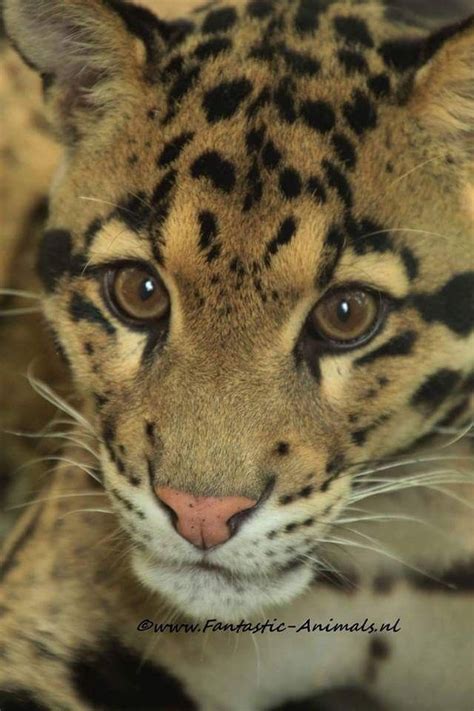Wild Life Endangered Big Cats Beautiful Creatures Tigers Cubs