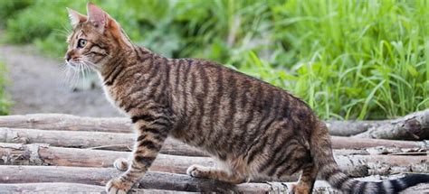 Top Cats That Look Like Tigers