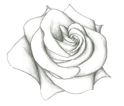 Pencil Rose Drawing For Kids How To Draw Easy And Simple Scenery For