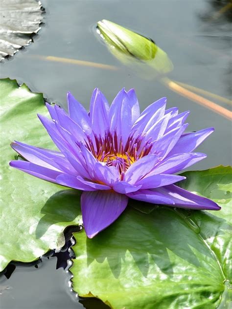 Water Lily Large Leaf Botanically Correct Cutter By Robert H