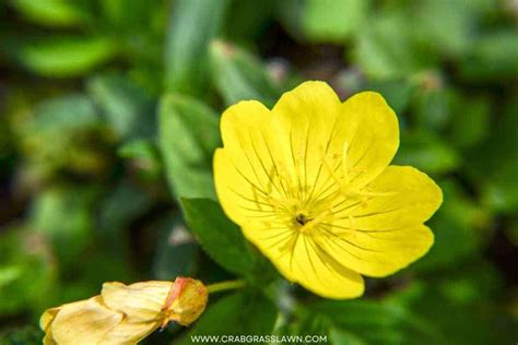 30 Weeds With Yellow Flowers Common Lawn Weed Guide 2023 Crabgrasslawn