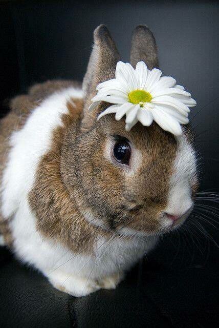 Bunny Rabbit With A White Flower On Its Head Animals And Pets Baby