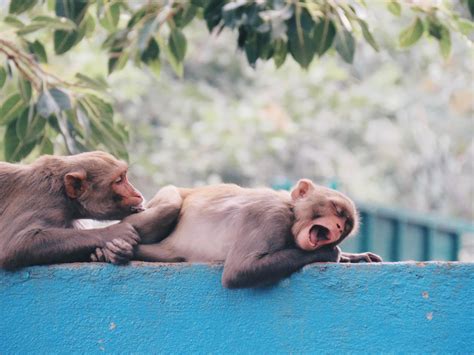 Itap Of Some Sleepy Monkeys In India Ritookapicture