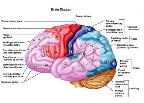 Brain Function Primary Sensory Areas Premotor Cortex Motor Cortex