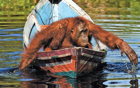 Top 10 Cruises To Discover The Animal Kingdom World Of Cruising