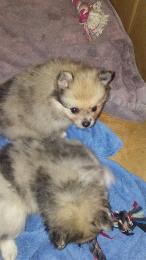 Chihuahua puppies for sale.they are four hundred dollars. Pomeranian Puppies Sale | Saint Johns, MI #1960 | Hoobly.US