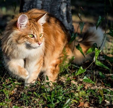 Warrior Cat Images Ginger White Tabby Norwegian Forest