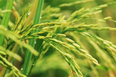 Populer Gambar Padi Sawah Yang Indah Pemandangan Pantai Riset