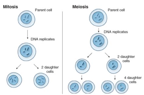 Meiosis Cell Division Mitosis Haploid Cell Png Clipart Brand Cell Porn Sex Picture