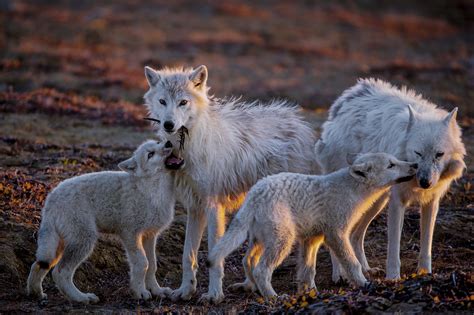 Au plus près des loups dans lExtrême Arctique Sophot org
