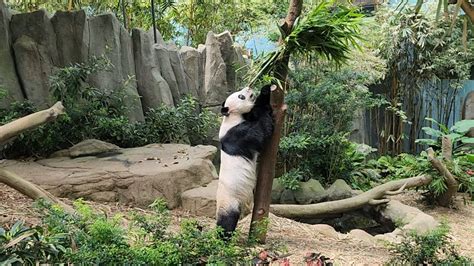 20230419 Giant Panda Kai Kai 凯凯 Lunch Time River Wonders Singapore