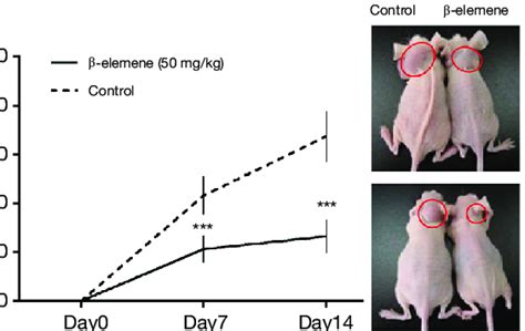 Anti Growth Effects Of Elemene On Ptc In A Mouse Xenograft Model