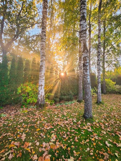 Beautiful Sun Rays In The Autumn Garden Stock Photo Image Of Fresh