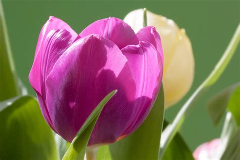 Free Images Nature Blossom Petal Bloom Tulip Bouquet Green