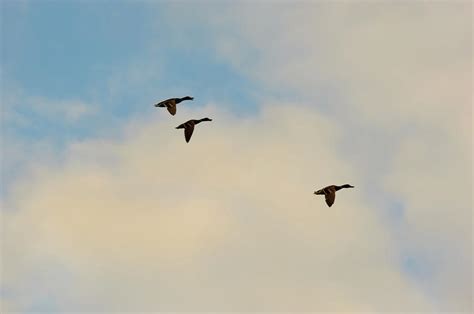 Three Ducks Flying Against A Cloudy Blue Sky Photograph By Johan Ferret