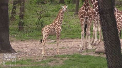 Aww Baby Giraffe Makes Public Debut At New York Bronx Zoo