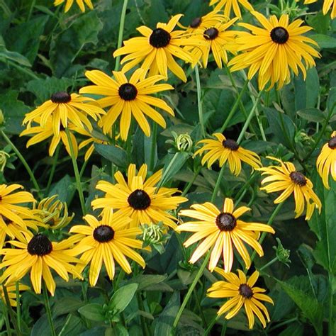 Zonnige standplaats of lichte schaduw. Vaste planten - Houtmeyers Plantencentrum - Boomkwekerij