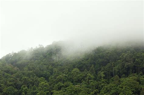Morning Fog In Green Tropical Rainforest Stock Image Image Of Rain