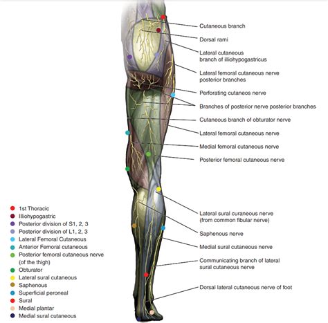 Cutaneous Nerve Blocks Of The Lower Extremity Nysora